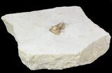 Scare Cyphaspis Carrolli Trilobite - Oklahoma #50971-1